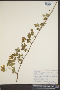 Rubus flagellaris image