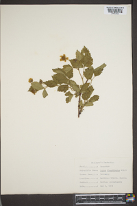 Rubus flagellaris image