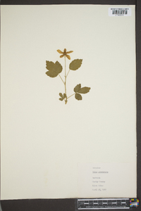 Rubus procumbens image