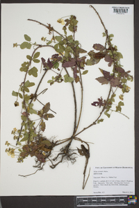 Rubus trivialis image