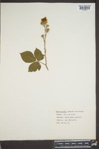 Rubus trivialis image