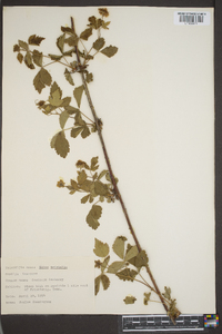 Rubus trivialis image