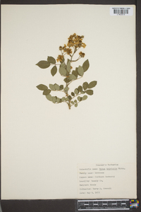 Rubus trivialis image