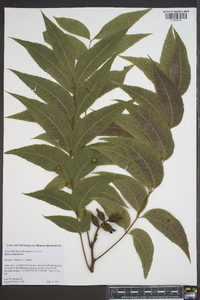 Carya illinoinensis image