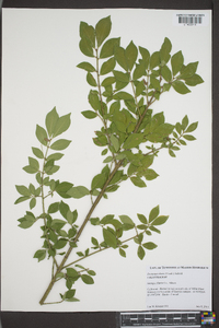 Euonymus alatus image