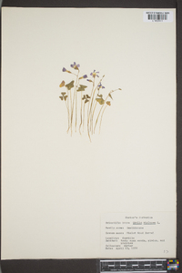 Oxalis violacea image