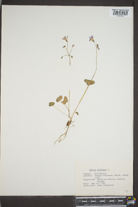 Oxalis violacea image