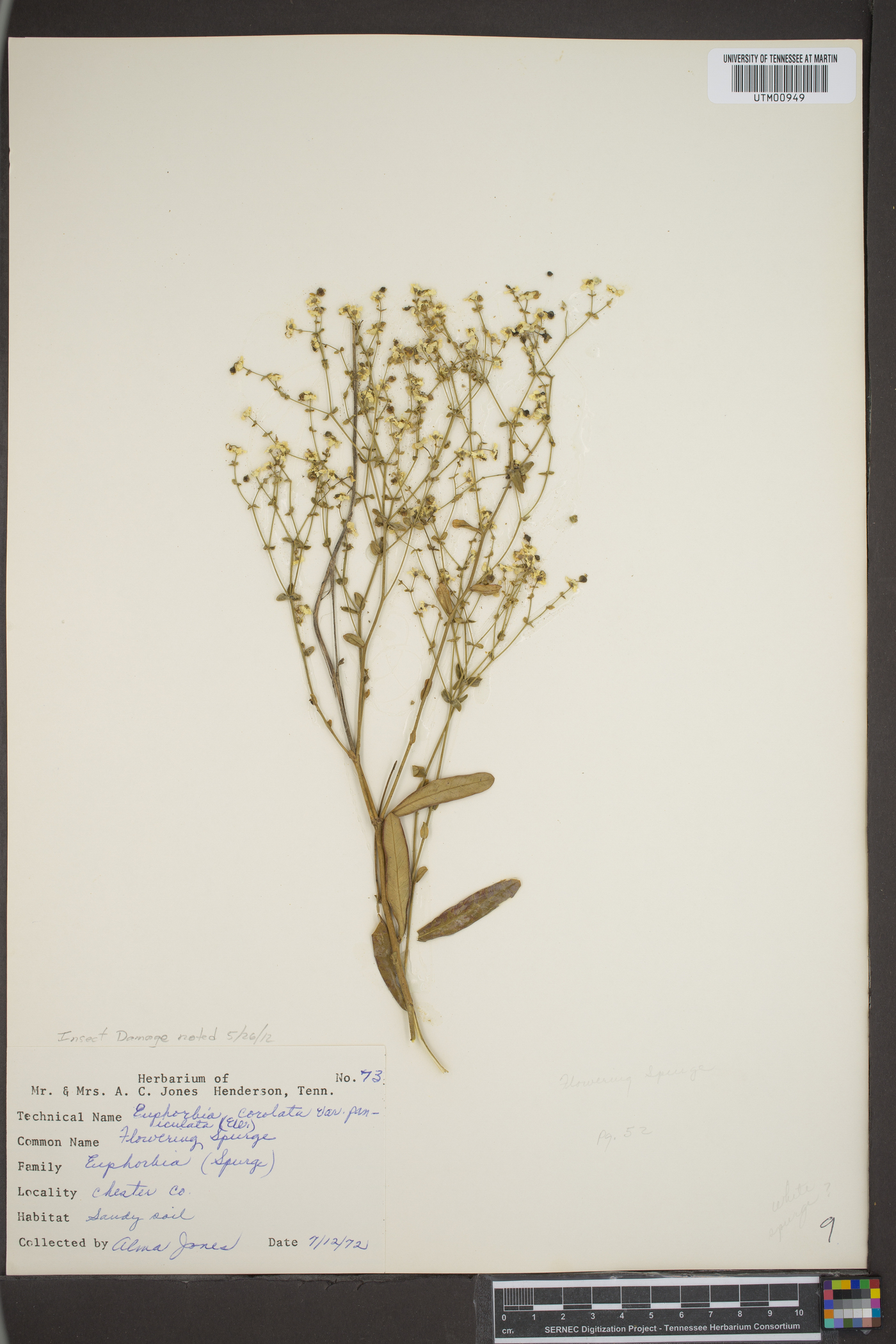 Euphorbia corollata var. paniculata image
