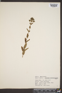 Hypericum pseudomaculatum image