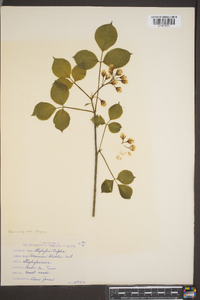 Staphylea trifolia image