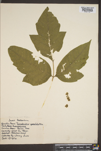 Toxicodendron pubescens image