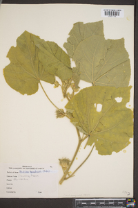 Abutilon theophrasti image