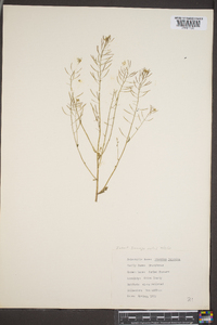 Brassica juncea image