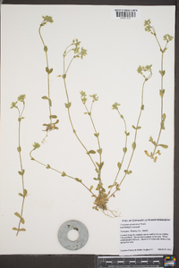 Cerastium glomeratum image