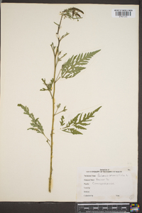 Ambrosia artemisiaefolia image