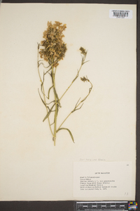 Phlox maculata var. pyramidalis image