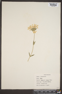 Phlox pilosa var. virens image