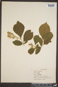 Styrax americanus image