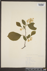 Styrax americanus image