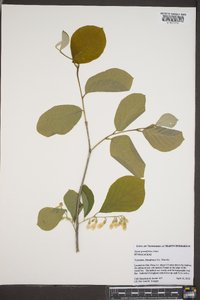 Styrax grandifolius image