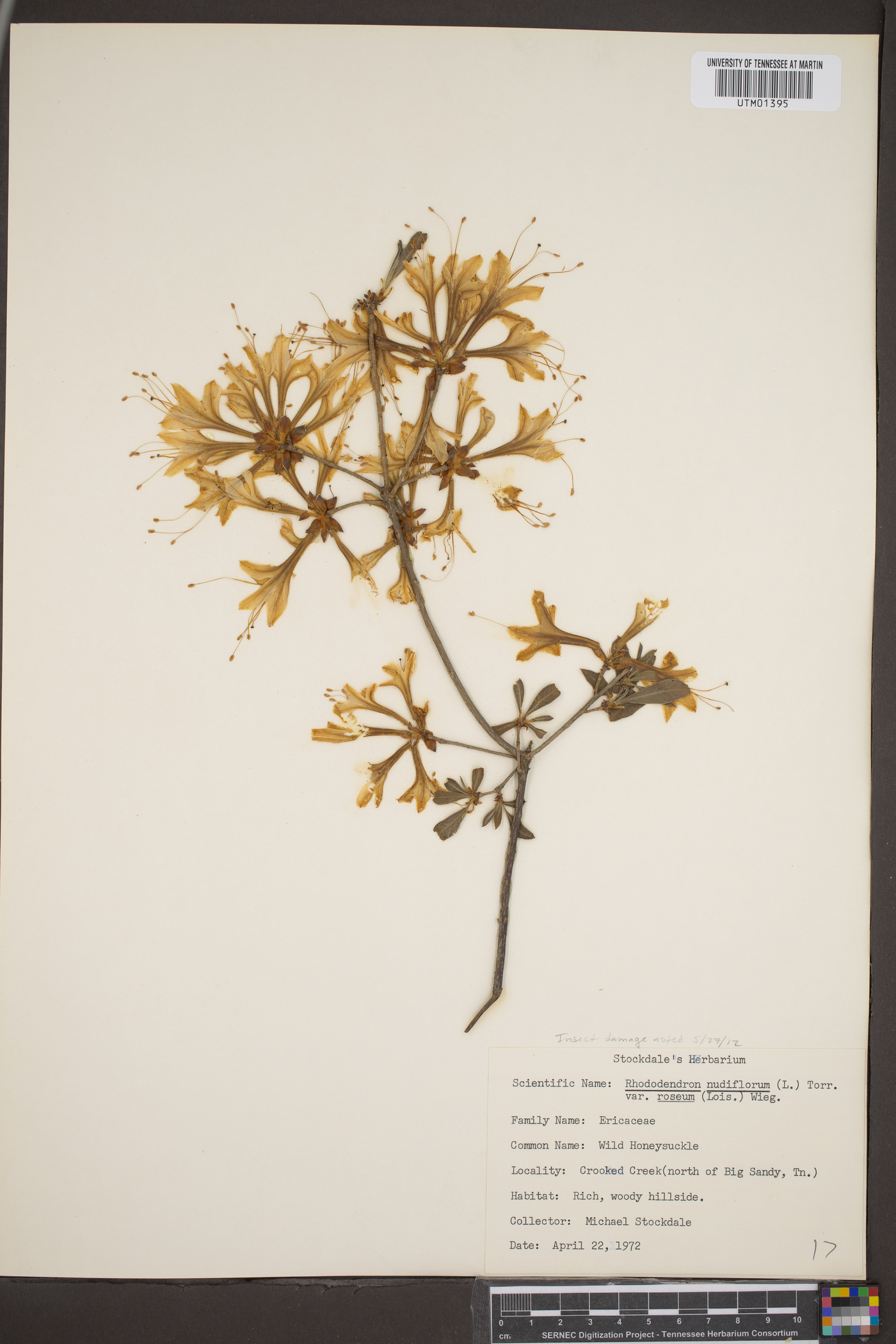 Rhododendron nudiflorum var. roseum image