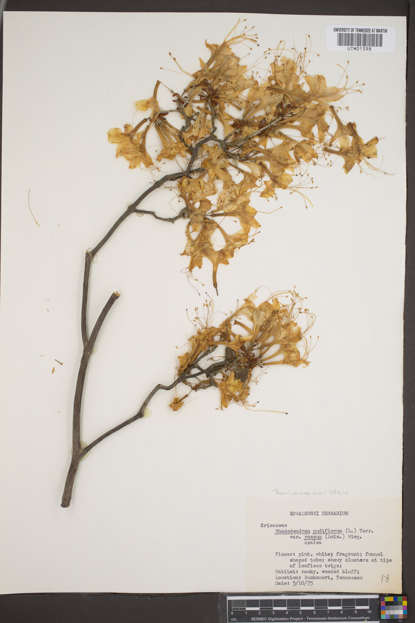 Rhododendron nudiflorum var. roseum image