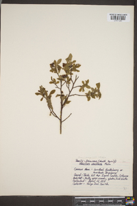 Vaccinium vacillans image