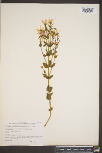 Sabatia angularis image