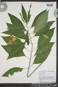 Asclepias perennis image