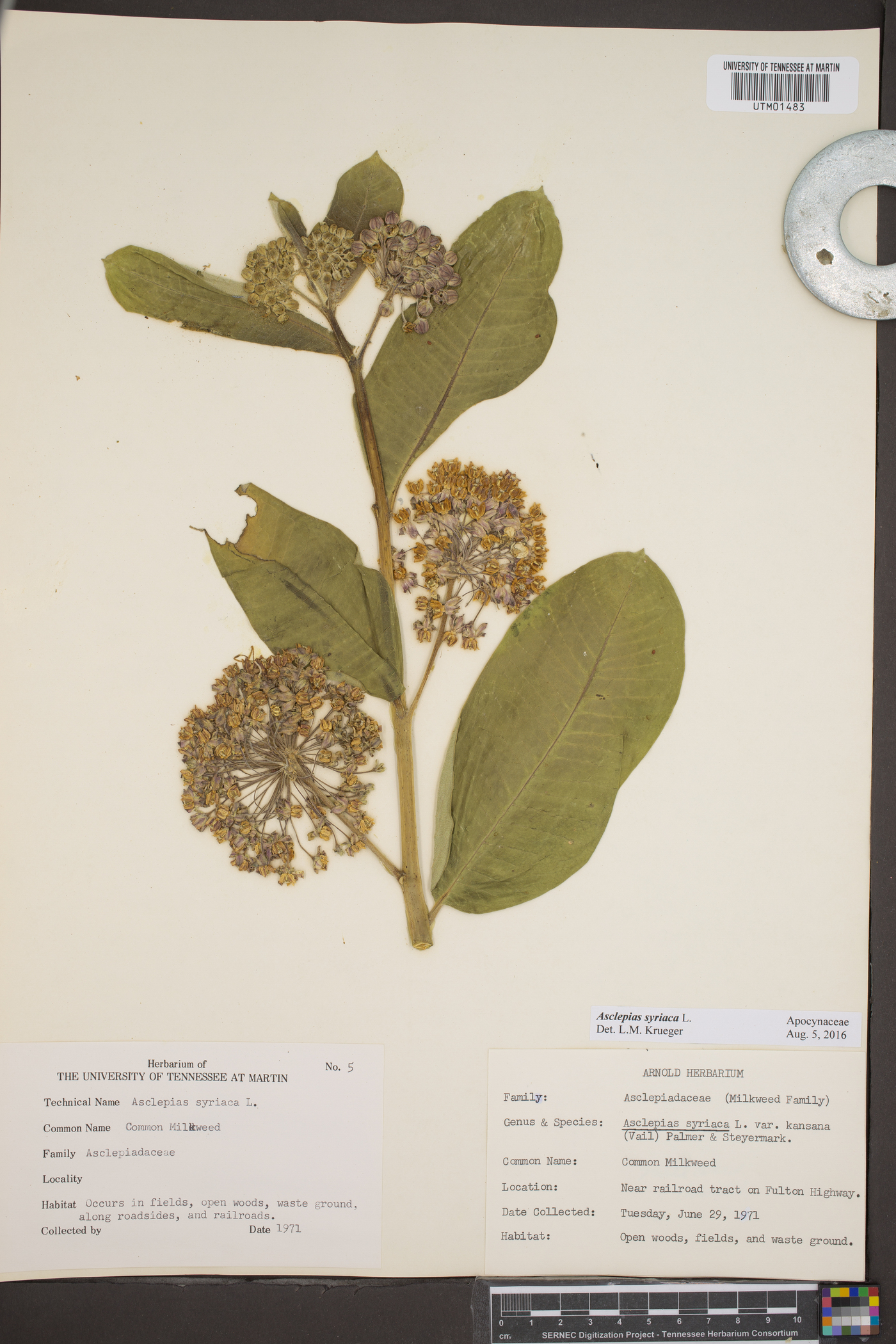 Asclepias syriaca var. kansana image