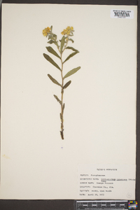 Lithospermum canescens image