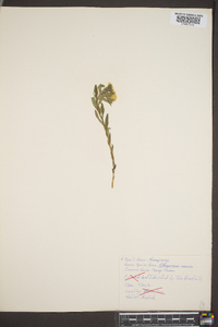 Lithospermum canescens image