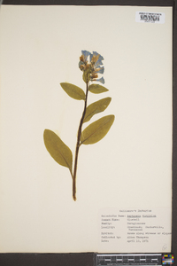 Mertensia virginica image