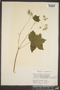 Hydrophyllum appendiculatum image