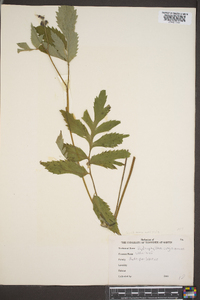 Hydrophyllum virginianum image