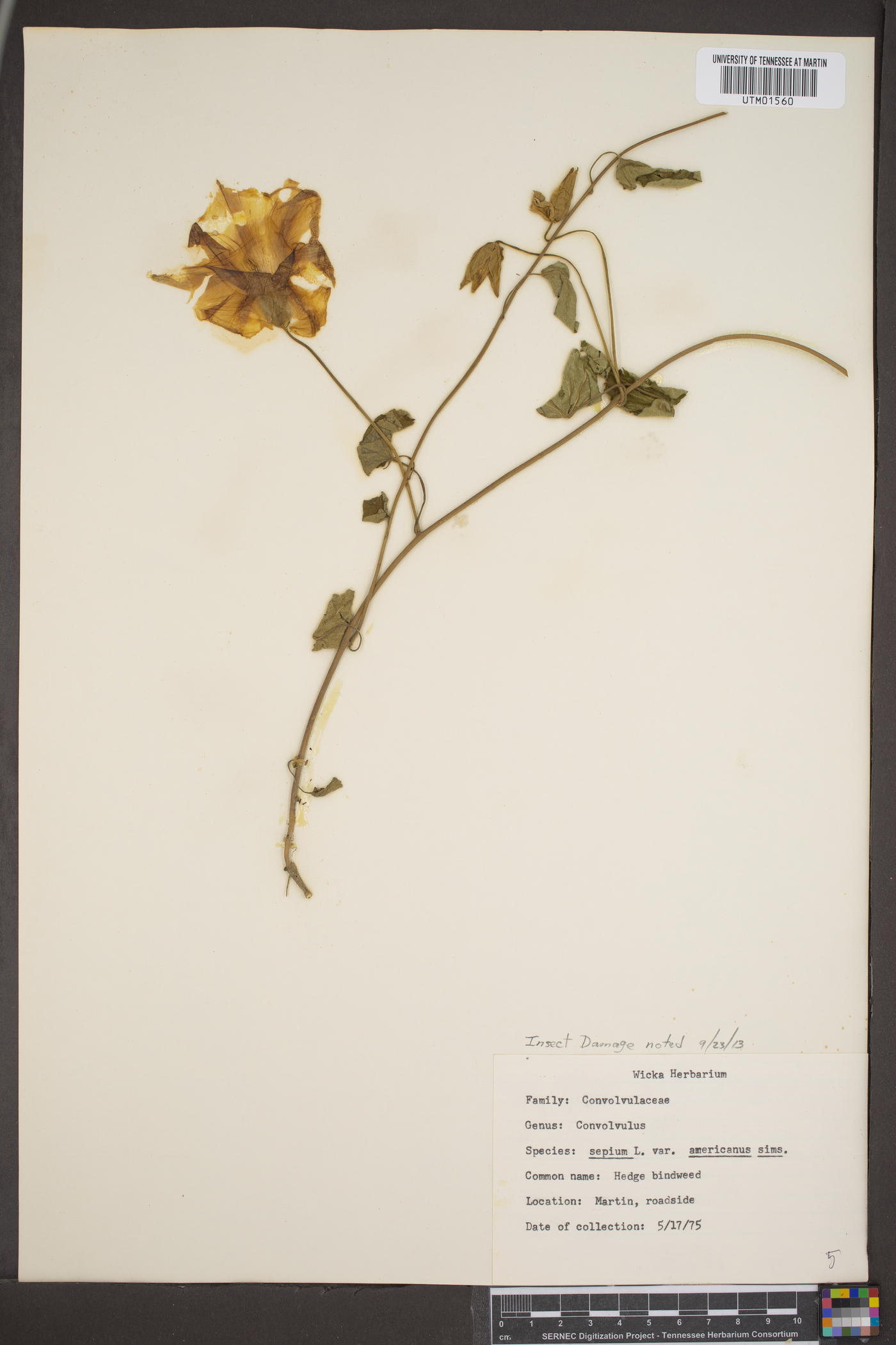 Convolvulus americanus image