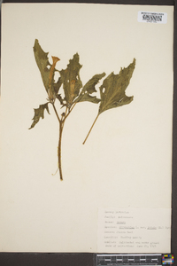 Datura stramonium image