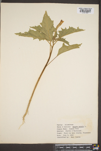 Datura stramonium image