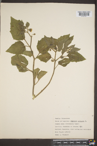 Physalis pubescens image