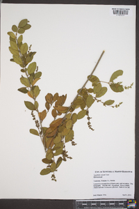 Ligustrum sinense image