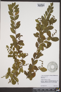 Ligustrum sinense image