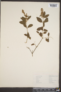 Ligustrum sinense image