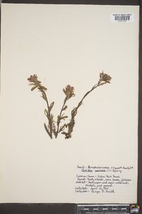 Castilleja coccinea image