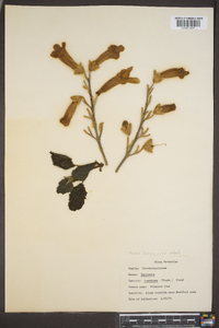 Paulownia tomentosa image