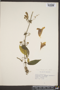 Bignonia capreolata image