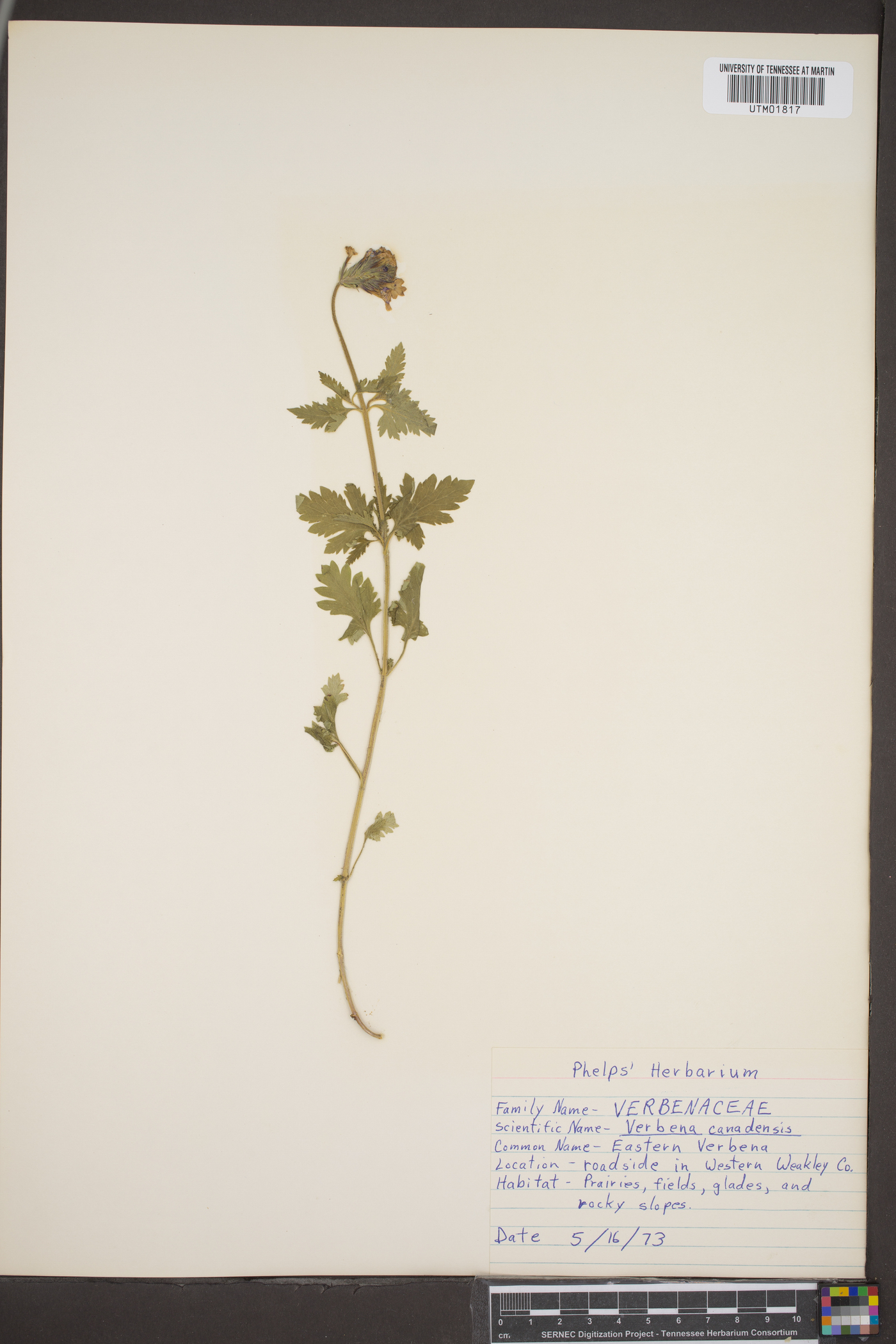 Verbena canadensis image