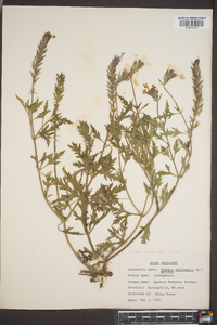 Verbena canadensis image