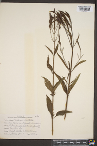 Verbena hastata image