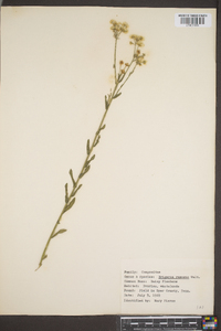 Erigeron ramosus image