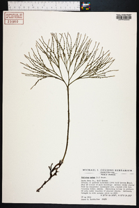 Psilotum nudum image